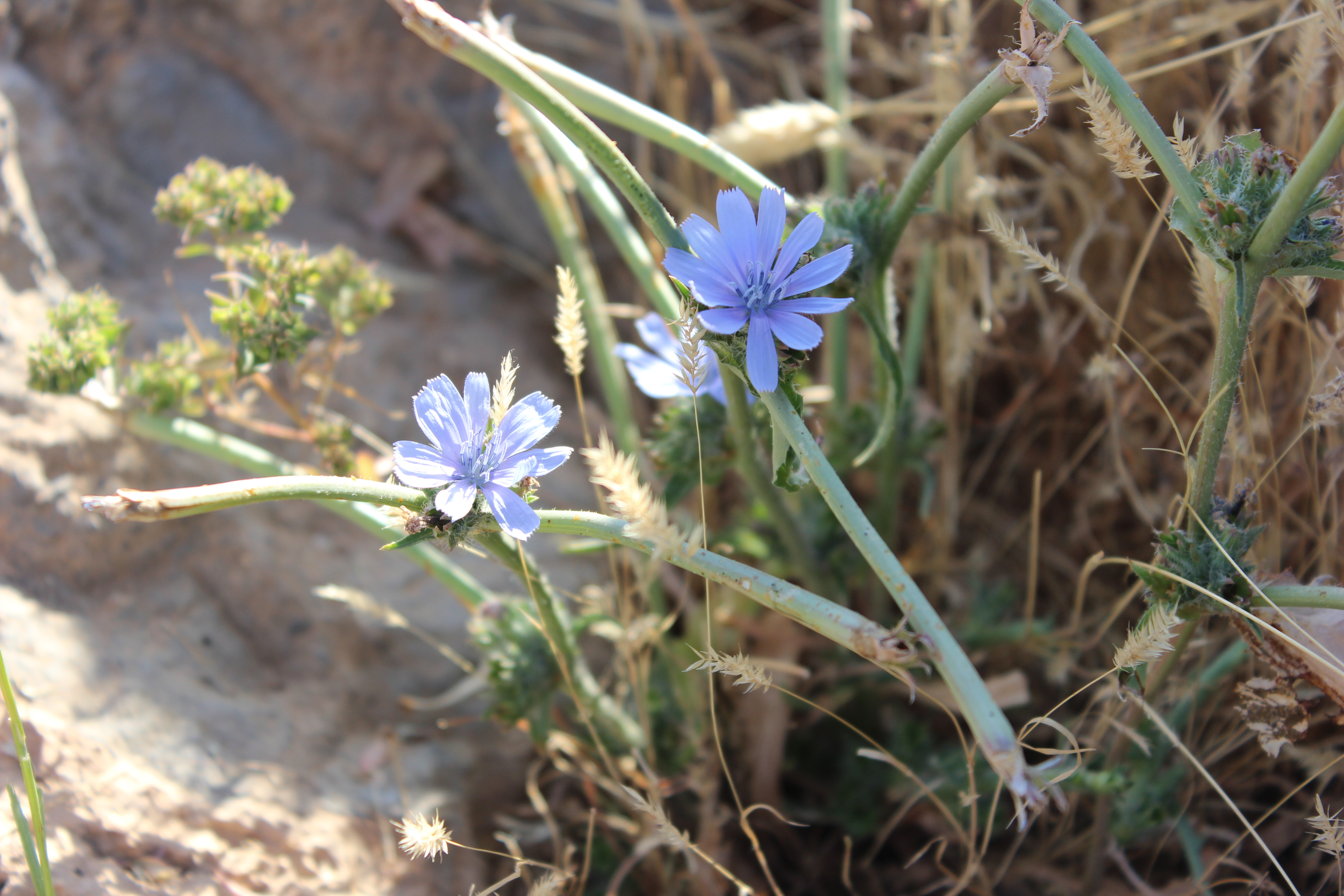 Plant Image